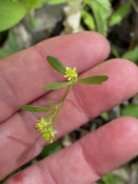 Ranunculus micranthus image